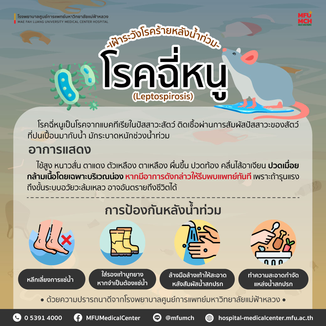 เฝ้าระวัง โรคฉี่หนู (Leptospirosis) โรคร้ายหลังน้ำท่วม