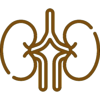 kidneys2
